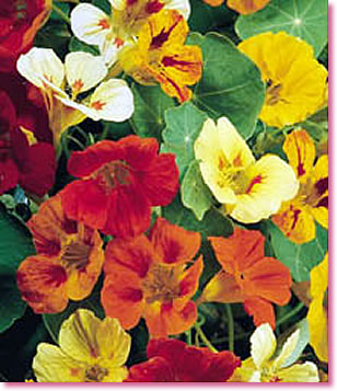 Climbing Nasturtium Tropaeolum majus